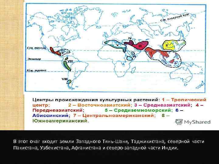  В этот очаг входят земли Западного Тянь-Шаня, Таджикистана, северной части Пакистана, Узбекистана, Афганистана