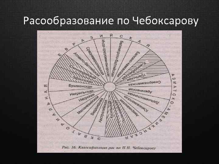 Расообразование по Чебоксарову 