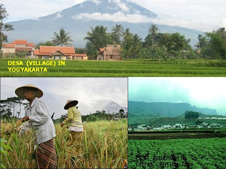 DESA (VILLAGE) IN YOGYAKARTA DESA (VILLAGE) IN DIENG, CENTRAL JAVA 6 