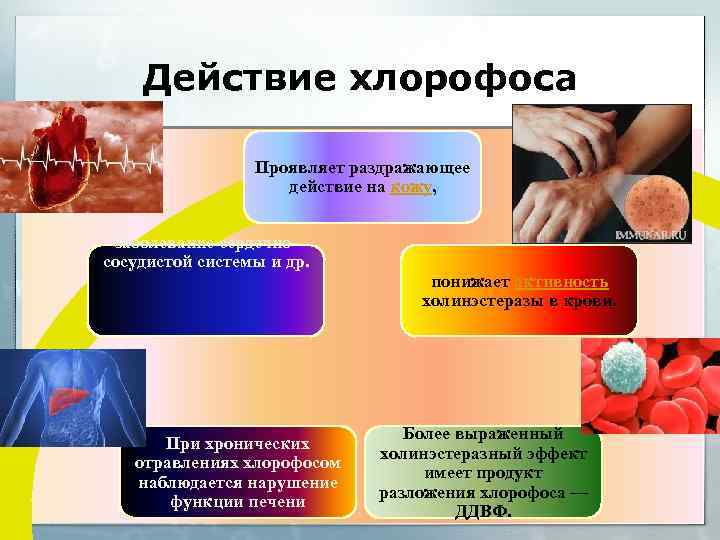 Действие хлорофоса Проявляет раздражающее действие на кожу, заболевание сердечно сосудистой системы и др. При