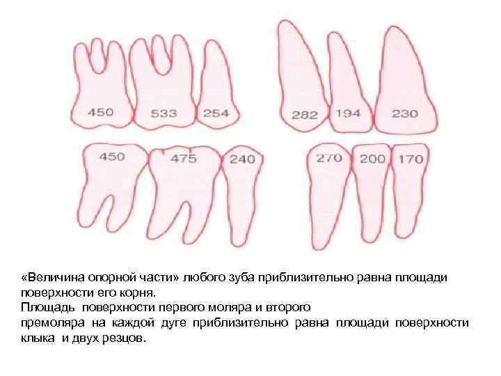  «Величина опорной части» любого зуба приблизительно равна площади поверхности его корня. Площадь поверхности