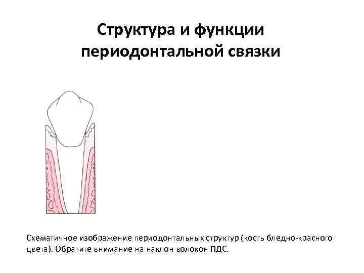 Структура и функции периодонтальной связки Схематичное изображение периодонтальных структур (кость бледно красного цвета). Обратите