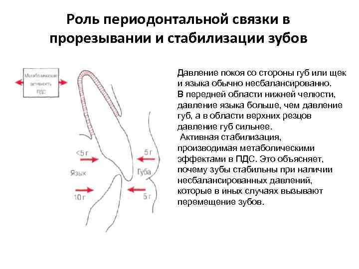 Роль периодонтальной связки в прорезывании и стабилизации зубов Давление покоя со стороны губ или