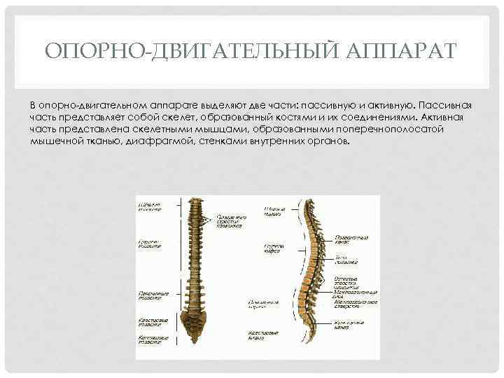 Какими структурами образован скелет растений