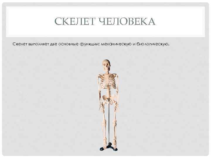 СКЕЛЕТ ЧЕЛОВЕКА Скелет выполняет две основные функции: механическую и биологическую. 