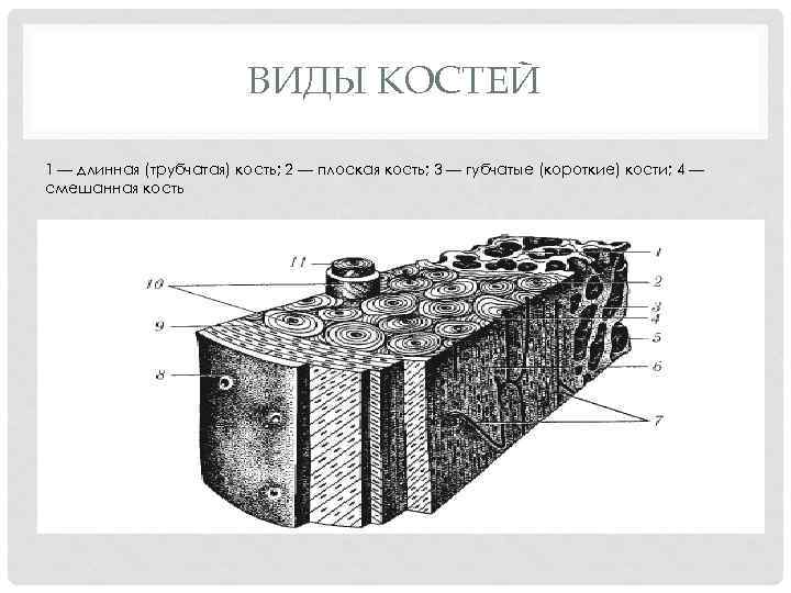 ВИДЫ КОСТЕЙ 1 — длинная (трубчатая) кость; 2 — плоская кость; 3 — губчатые