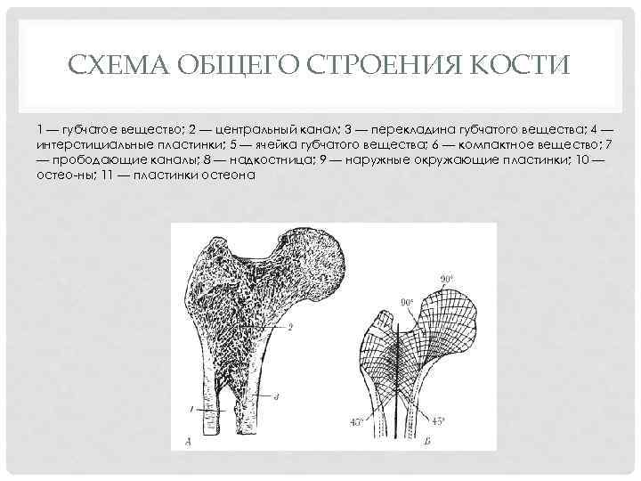 Строение кости химический состав