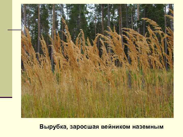 Вырубка, заросшая вейником наземным 