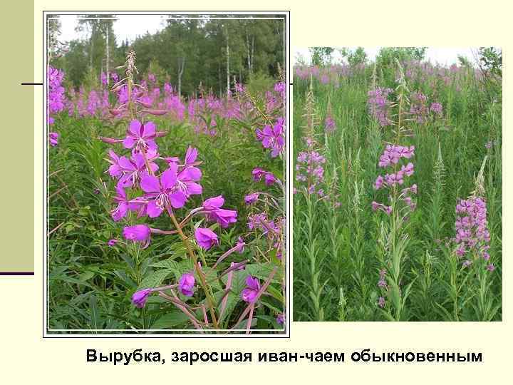 Вырубка, заросшая иван-чаем обыкновенным 