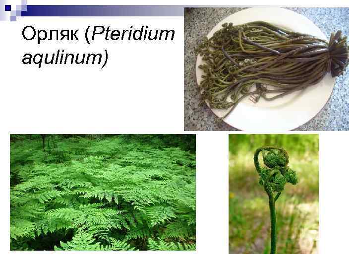 Орляк (Pteridium aqulinum) 