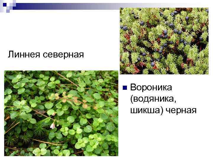 Линнея северная n Вороника (водяника, шикша) черная 