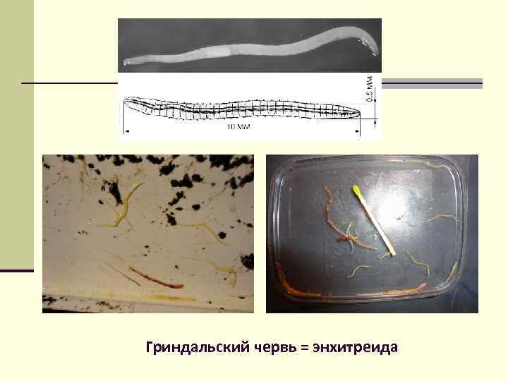 Гриндальский червь = энхитреида 