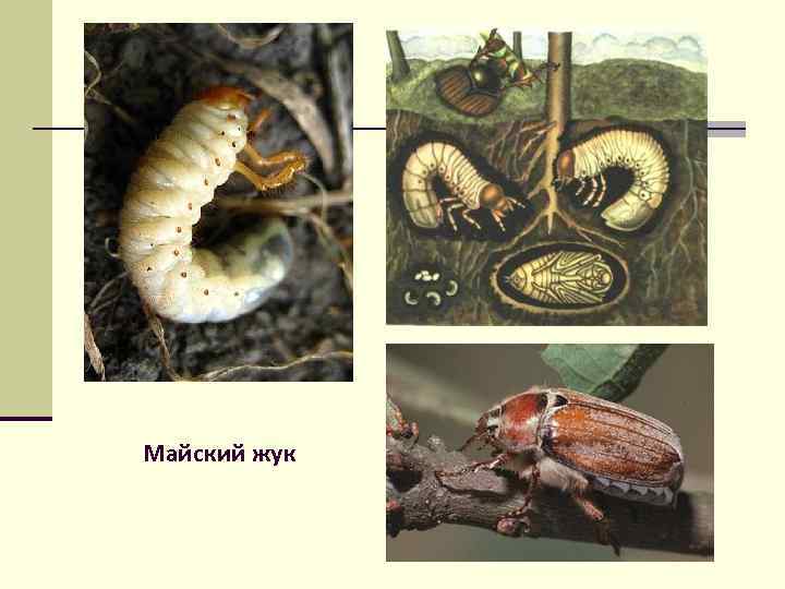 Медведка и личинка майского жука отличия фото