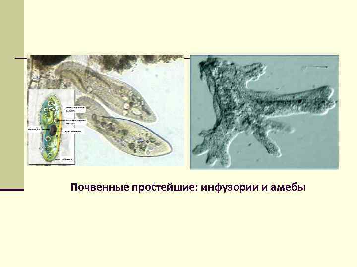 Почвенные простейшие: инфузории и амебы 