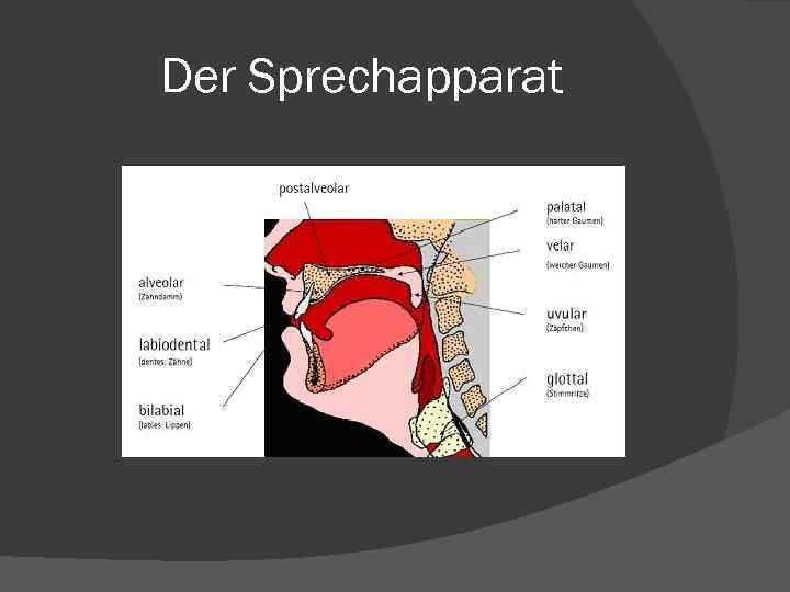 Der Sprechapparat 