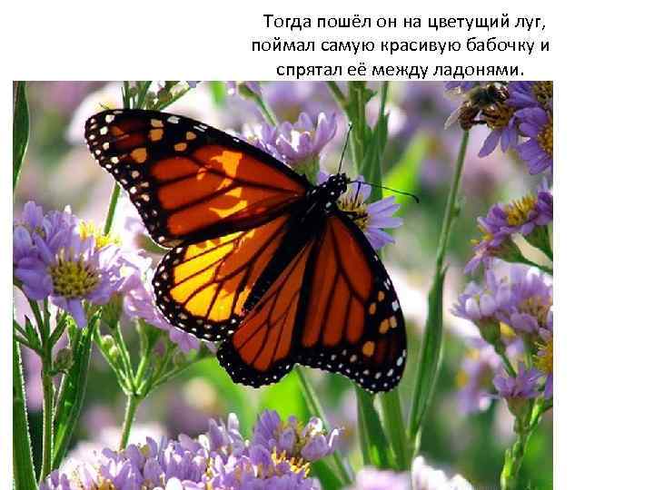  Тогда пошёл он на цветущий луг, поймал самую красивую бабочку и спрятал её