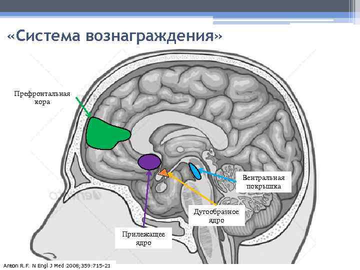  «Система вознаграждения» Префронтальная кора Вентральная покрышка Дугообразное ядро Прилежащее ядро Anton R. F.