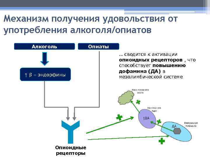 Получение удовлетворения. Механизм действия алкоголя. Алкоголь и опиоидные рецепторы. Действие алкоголя на рецепторы. Эндорфины рецепторы.