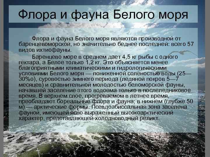 Флора и фауна Белого моря являются производной от баренцевоморской, но значительно беднее последней: всего