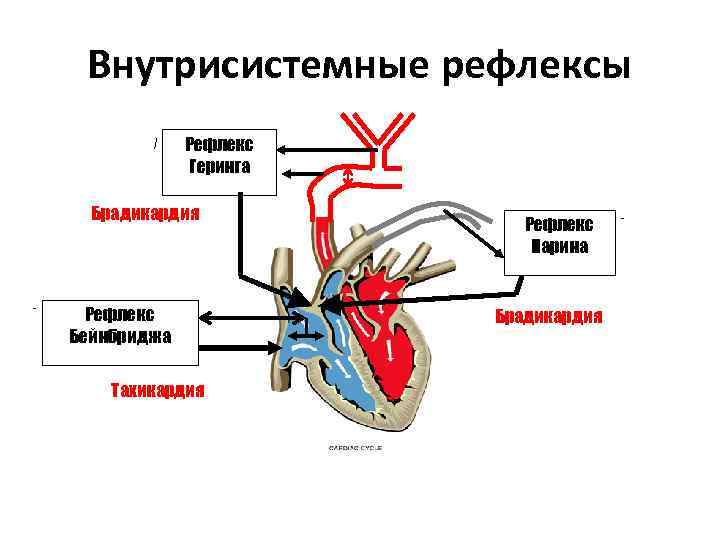 Схема рефлекса бейнбриджа