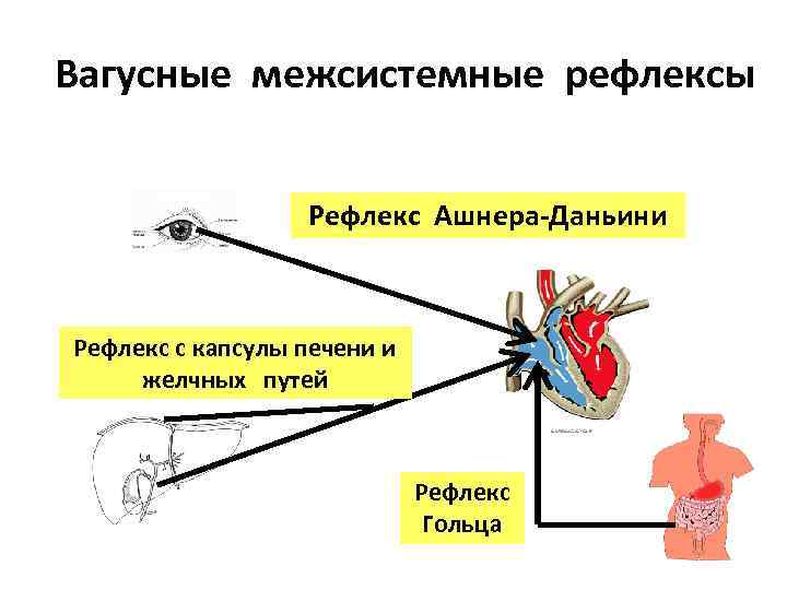 Схема глазосердечного рефлекса