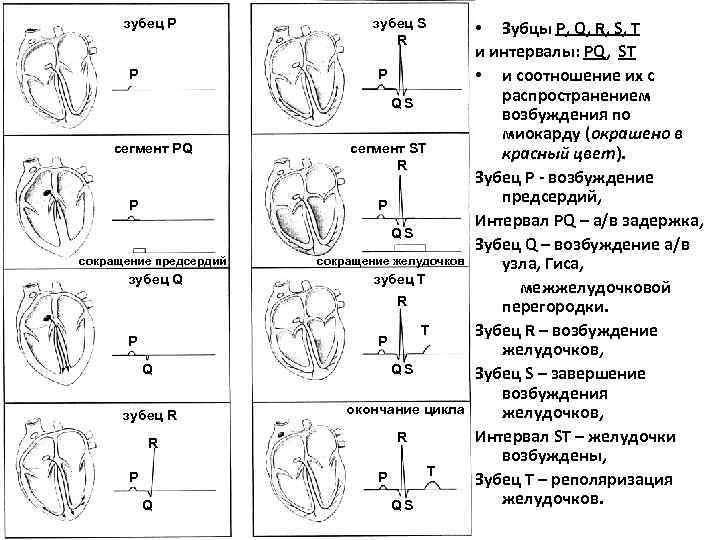 Сегменты сердца на узи схема