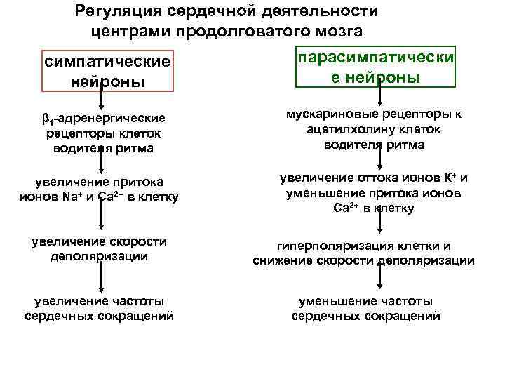 Регуляция сердечной. Схема регуляции сердечной деятельности. Регуляция сердечно сосудистой деятельности схема. Центр регуляции сердечной деятельности. Уровни регуляции сердечной деятельности.