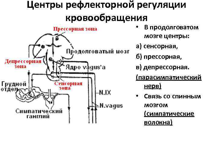 Рефлекторная регуляция