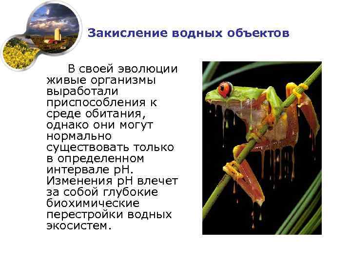 Закисление водных объектов В своей эволюции живые организмы выработали приспособления к среде обитания, однако