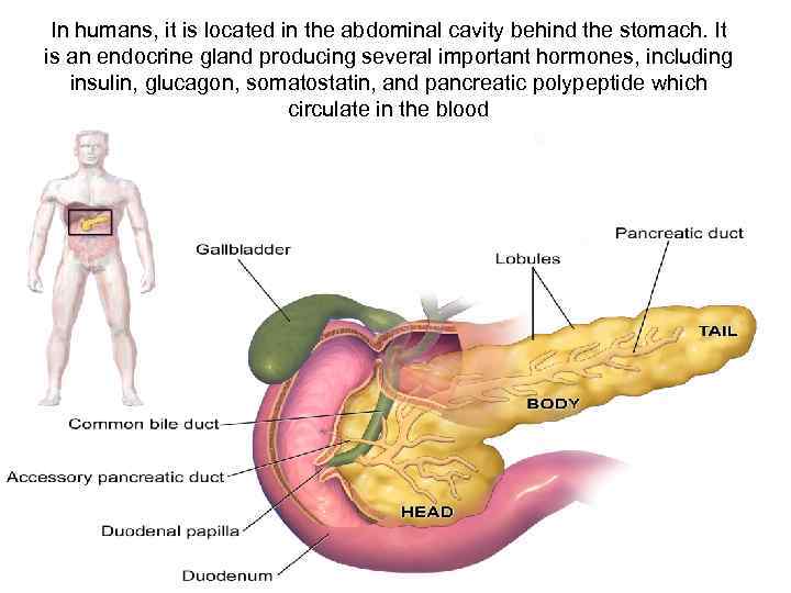 Porque tengo hinchazón abdominal