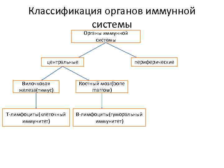 Название органа периферической системы