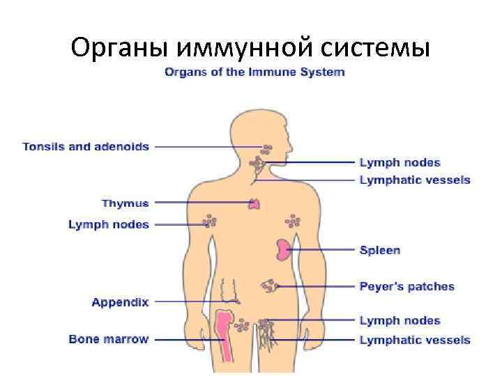 Иммунная система презентация на английском языке