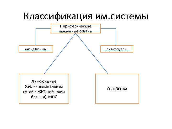 Классификация им. системы Периферические иммунные органы миндалины Лимфоидные Узелки дыхательных путей и ЖКТ(пейеровы бляшки),