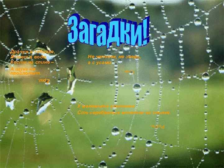 Не человек, не зверь, а с усами. Сом. Драчун и забияка, Живет в воде,