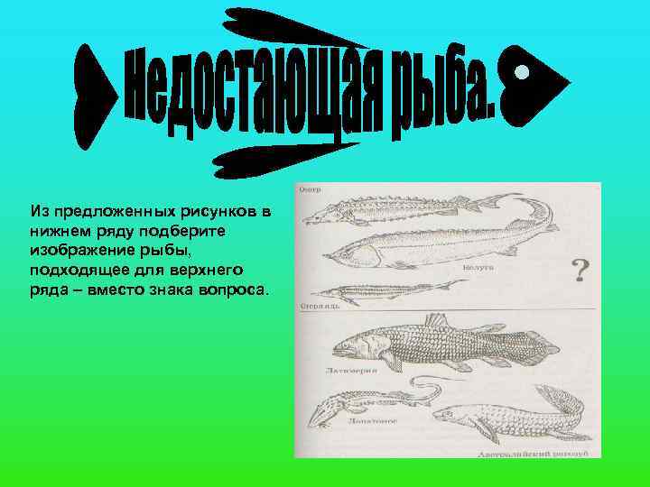 Из предложенных рисунков в нижнем ряду подберите изображение рыбы, подходящее для верхнего ряда –