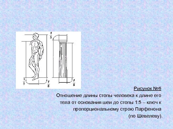 Рисунок № 6 Отношение длины стопы человека к длине его тела от основания шеи