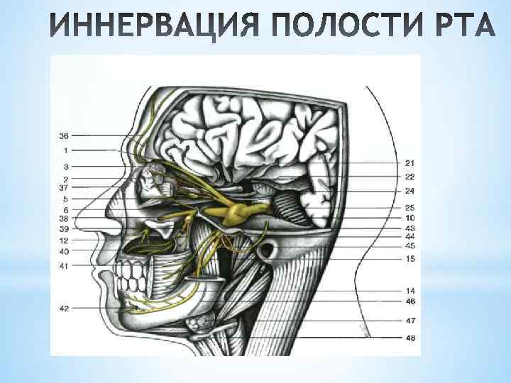 Иннервация носа. Кровоснабжение ротовой полости. Иннервация полости рта. Кровоснабжение и иннервация ротовой полости.