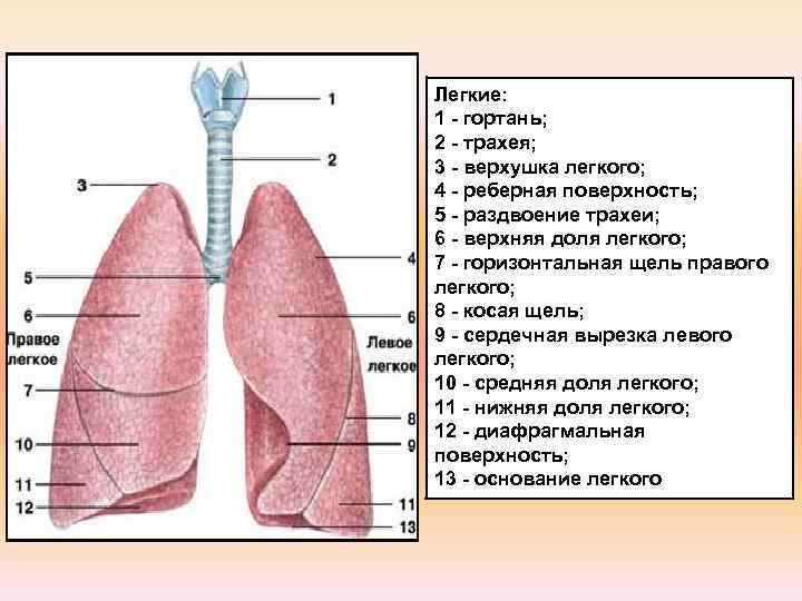 Нижняя доля правого легкого фото