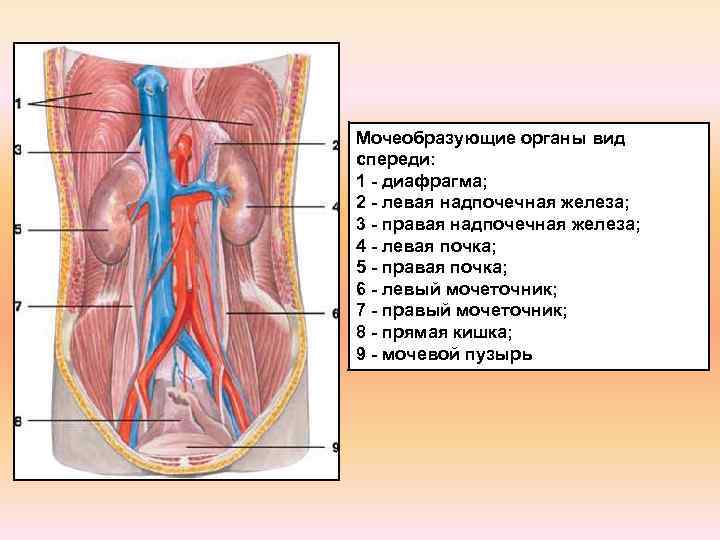 Мочеобразующие органы вид спереди: 1 - диафрагма; 2 - левая надпочечная железа; 3 -