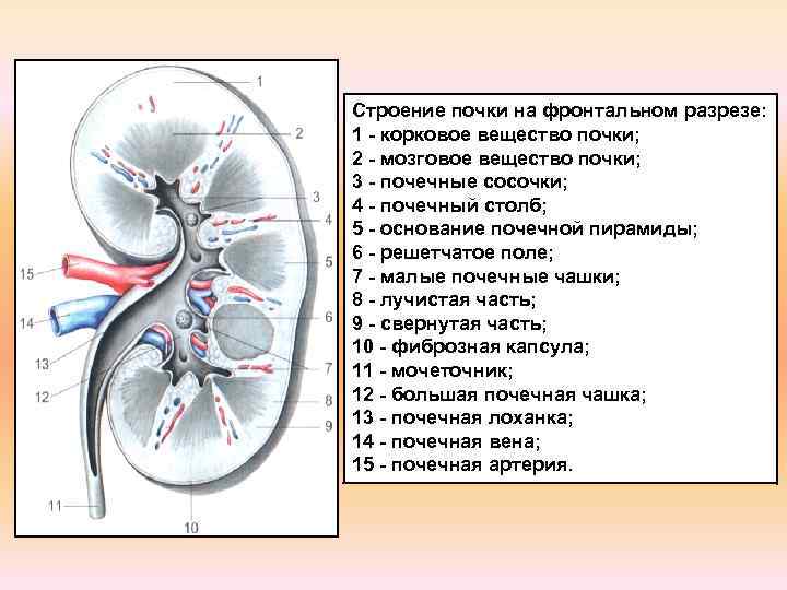 Какое строение почки