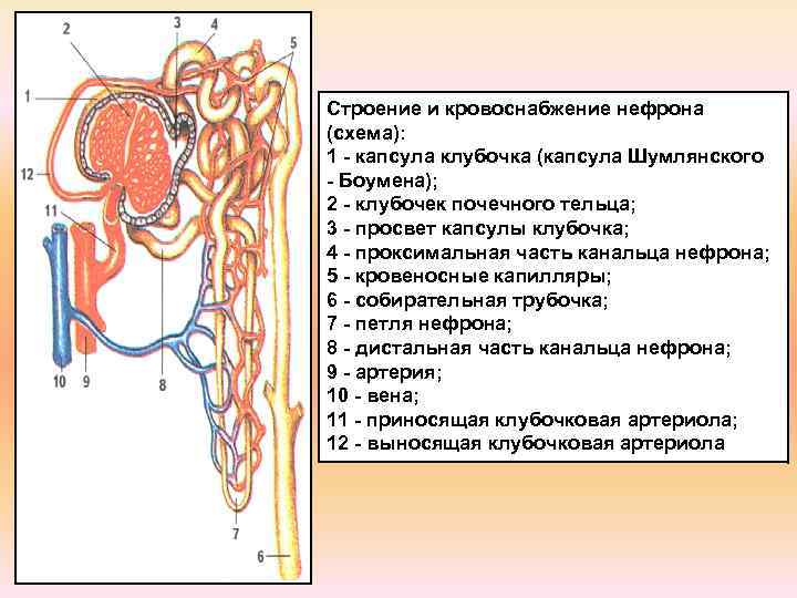 Почечное тельце на рисунке отмечено цифрой