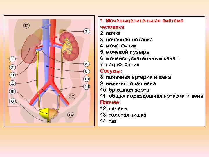 Последовательность органов мочевой системы. Мочевыделительная система биология 8 класс. Анатомия органов мочевыделительная система. Органы человека выделительной системы почка. Строение органов мочевой системы.