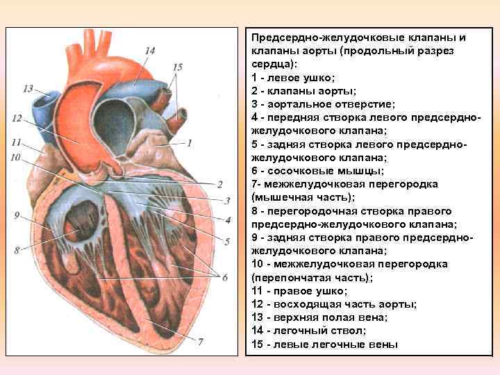 Замена сердца. Сердце продольный разрез вид спереди. Створка левого предсердно-желудочкового клапана сердца. Левое предсердно-желудочковое отверстие закрывается клапаном. Предсердно желудочковые клапаны клапаны.