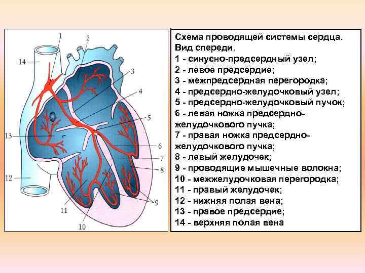 Синусно предсердный узел находится