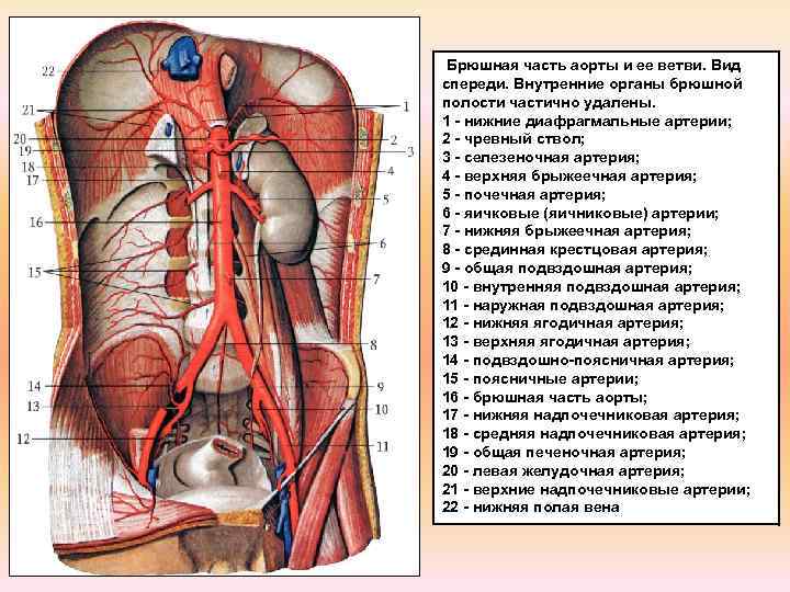 Висцеральные притоки. Артерии брюшной полости схема. Артериальные сосуды брюшной полости анатомия. Кровоснабжение брюшной полости анатомия. Кровоснабжение органов брюшной полости схема.