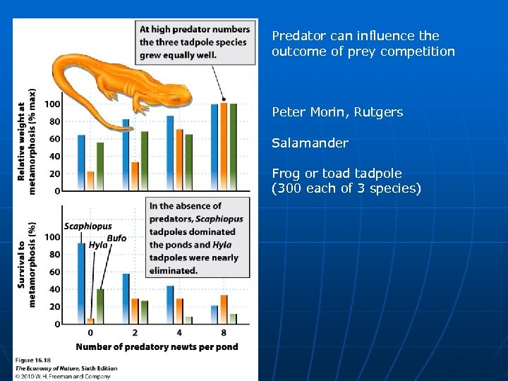 Predator can influence the outcome of prey competition Peter Morin, Rutgers Salamander Frog or