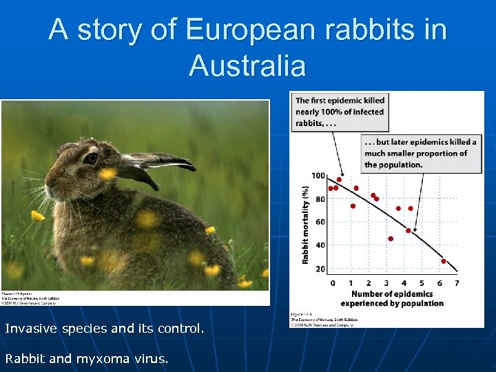 A story of European rabbits in Australia Invasive species and its control. Rabbit and