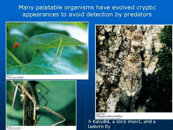 Many palatable organisms have evolved cryptic appearances to avoid detection by predators A Katydid,