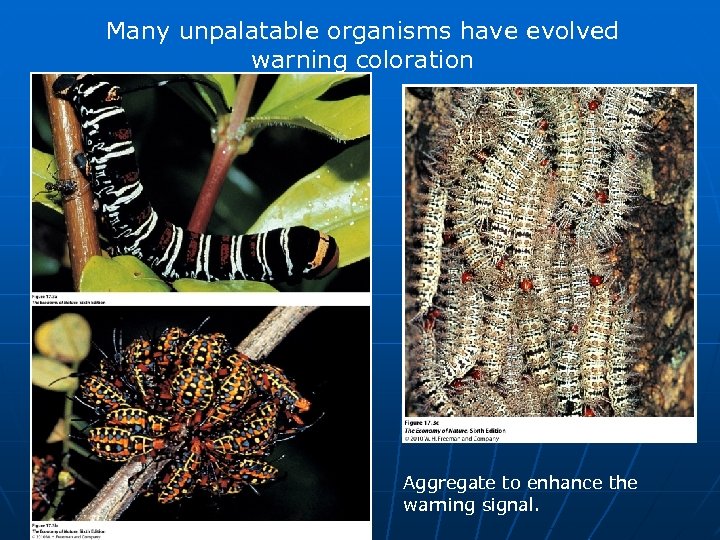 Many unpalatable organisms have evolved warning coloration Aggregate to enhance the warning signal. 