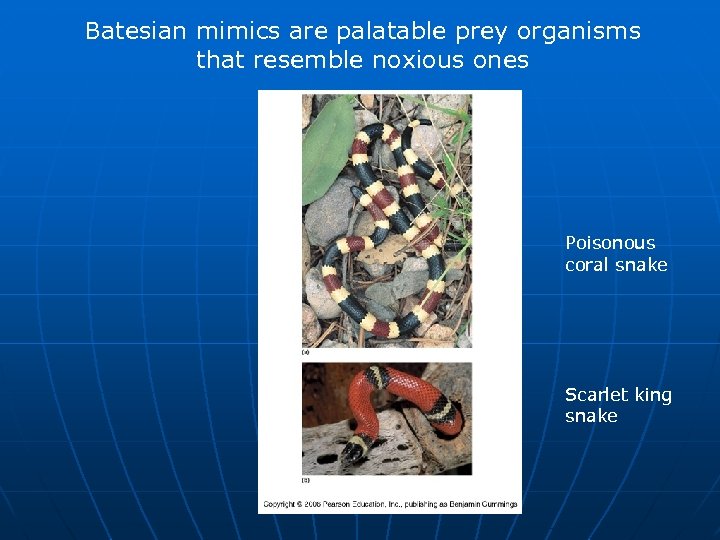 Batesian mimics are palatable prey organisms that resemble noxious ones Poisonous coral snake Scarlet